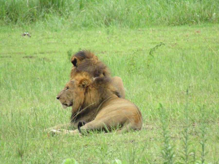 2-Day Akagera Game Drive, Boatride & Safari resort overnight - Key points at a glance