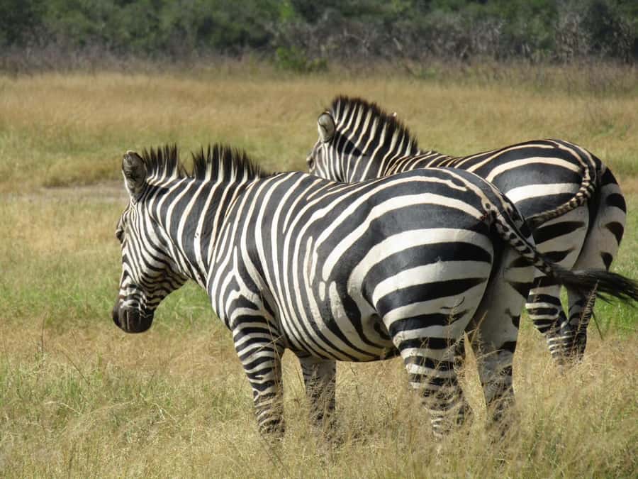 2-Day Akagera Game Drive, Boatride & Safari resort overnight - The six-hour game drive on day two