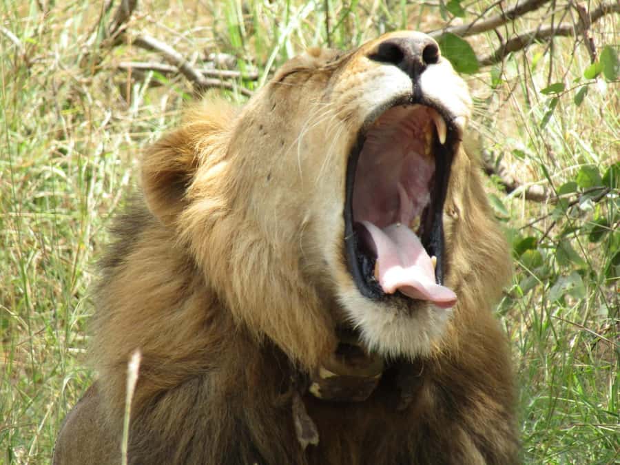 2-Day Akagera Game Drive, Boatride & Safari resort overnight - Adding the Lake Ihema boat ride