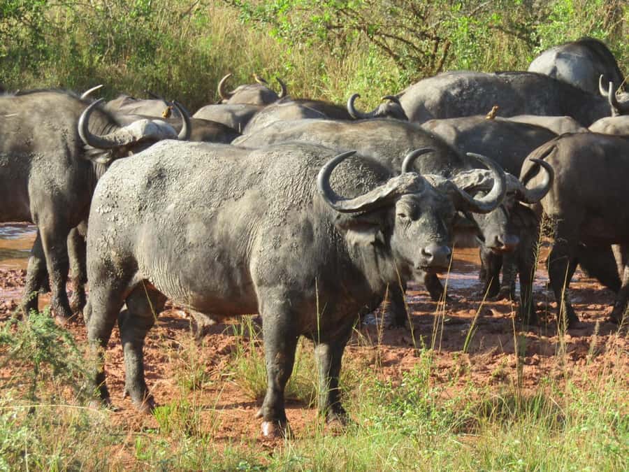 2-Day Akagera Game Drive, Boatride & Safari resort overnight - Lunch, park exit, and the return to Kigali