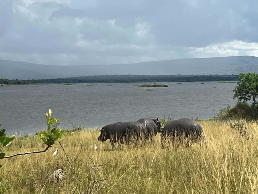 2-Day Akagera Game Drive, Boatride & Safari resort overnight - Is $725 or more a fair price?