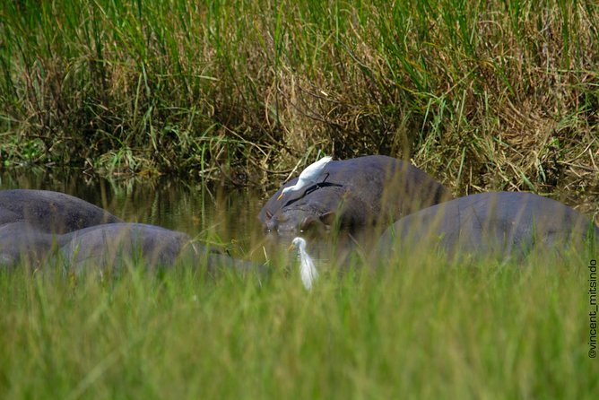 2 Days Akagera Wildlife Safari - Why two days works at Akagera