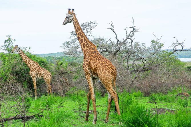 2 Days Akagera Wildlife Safari - A full game drive for lions, rhinos, and more