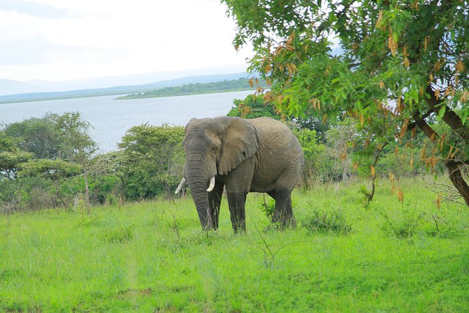2 Days Akagera Wildlife Safari - The wildlife list, and what it really means