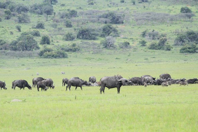 2 Days Akagera Wildlife Safari - How the $1,200 price holds up