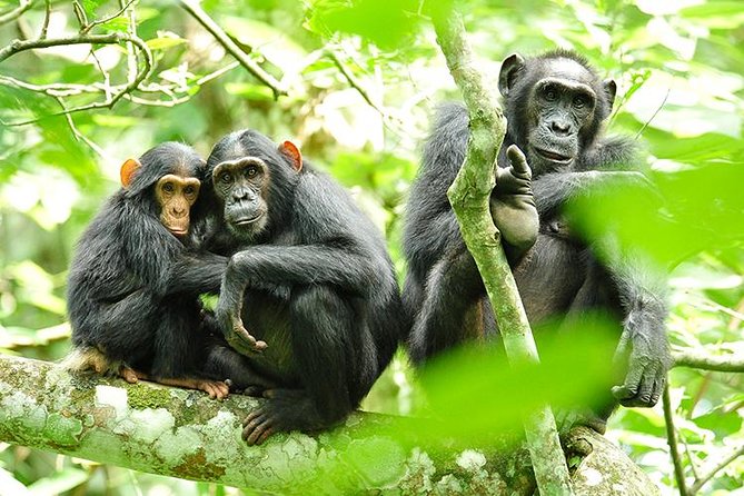 2 Days Chimpanzees trekking Tour and Canopy walk Adventure - Key points to know before booking
