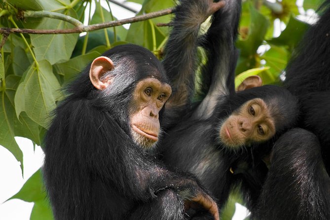 2 Days Chimpanzees trekking Tour and Canopy walk Adventure - Why Nyungwe makes this a special short safari
