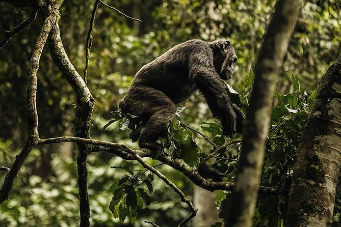2 Days Chimpanzees trekking Tour and Canopy walk Adventure - Night at Nyungwe Top View Hill Hotel
