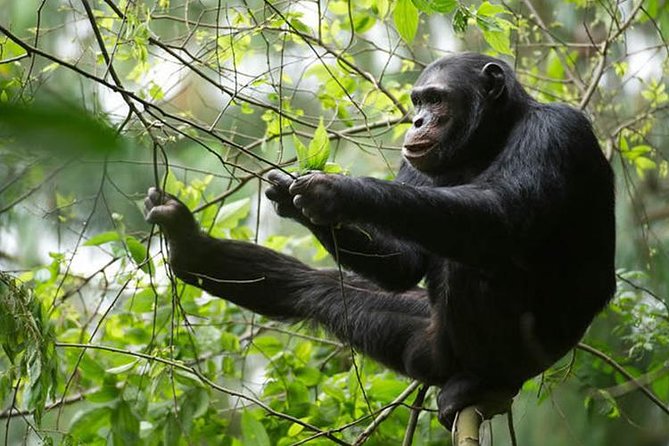 2 Days Chimpanzees trekking Tour and Canopy walk Adventure - Day two: chimpanzee trekking in Nyungwe