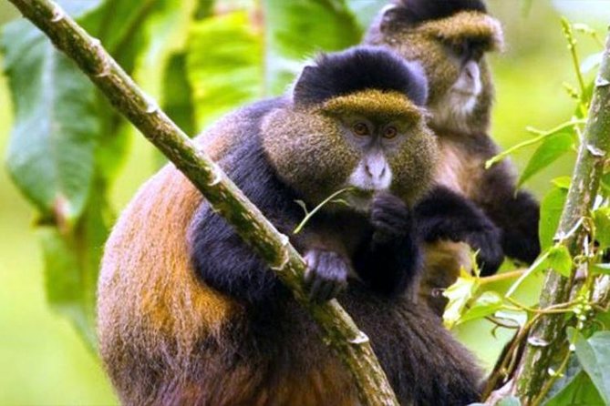 2 Days Chimpanzees trekking Tour and Canopy walk Adventure - The people behind the trip