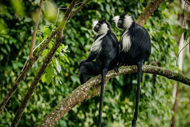 2 Days Chimpanzees trekking Tour and Canopy walk Adventure - Who should book this two-day trip