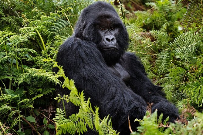2 Days Gorilla & Golden Monkey Trekking Safaris - Why This Two-Day Rwanda Trip Works