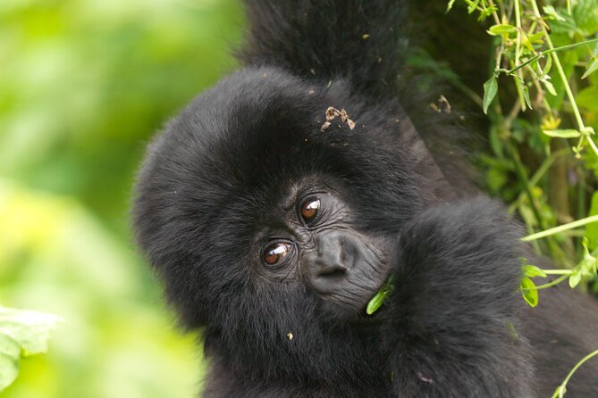 2 Days Gorilla & Golden Monkey Trekking Safaris - What the Price Includes, and What It Does Not