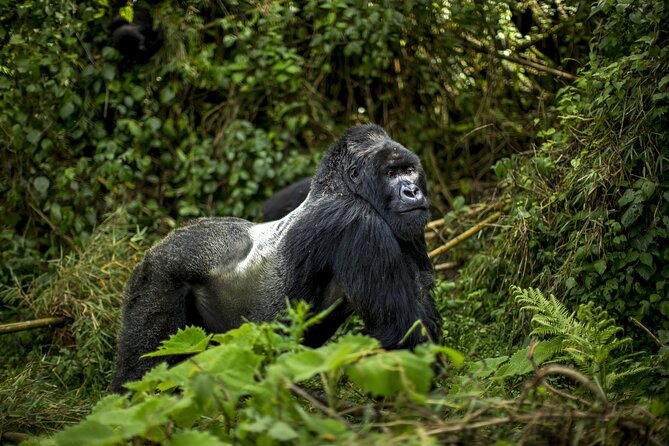 2 Days Gorilla & Golden Monkey Trekking Safaris - Fitness, Age, and the Early Start