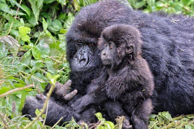 2 Days Gorilla & Golden Monkey Trekking Safaris - Guide Quality and the Feel of the Water Activities