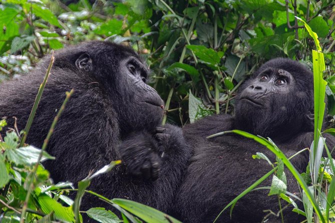 2 Days Gorilla Trekking Rwanda - Physical demands and what to pack