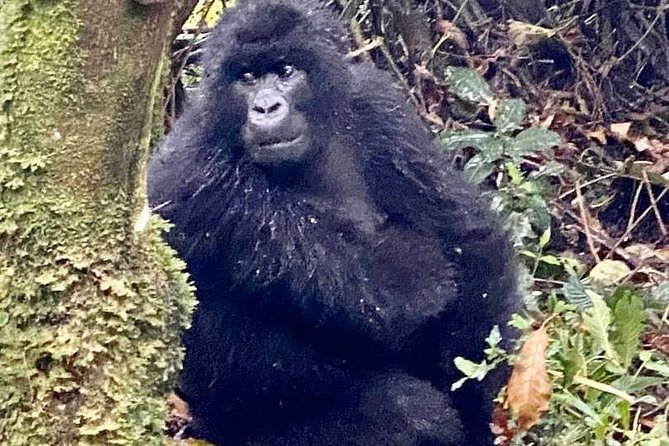 2 Days Gorilla Trekking Rwanda - Timing, weather, and cancellation risk