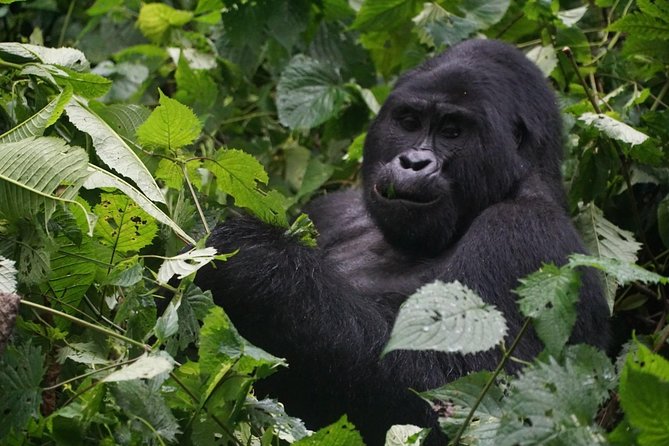 2 Days Gorilla Trekking Uganda - The real shape of this two-day gorilla trip