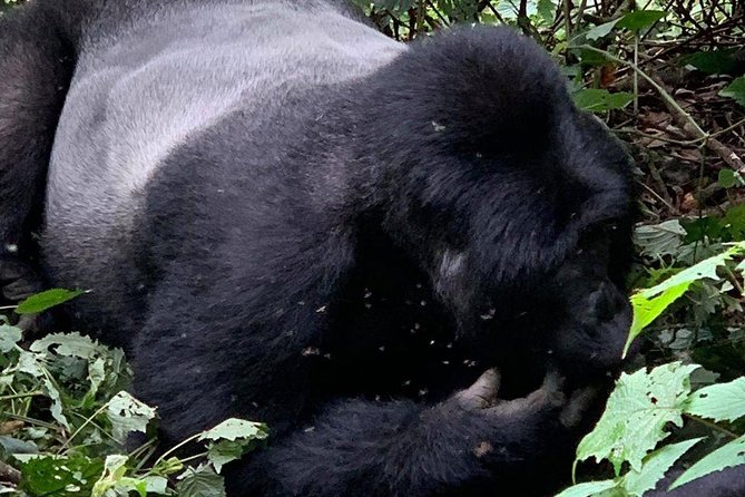 2 Days Gorilla Trekking Uganda - Choosing between Bwindi and Mgahinga