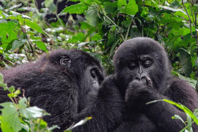 2 Days Gorilla Trekking Uganda - Why the private format matters