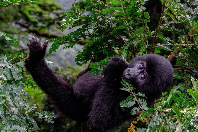 2 Days Gorilla Trekking Uganda - Is $2,200 a fair price?