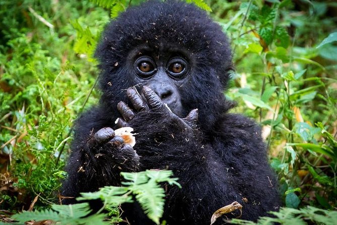 2 Days Mountain Gorilla Safari Rwanda - Choosing a Lodge Near the Gorilla Park