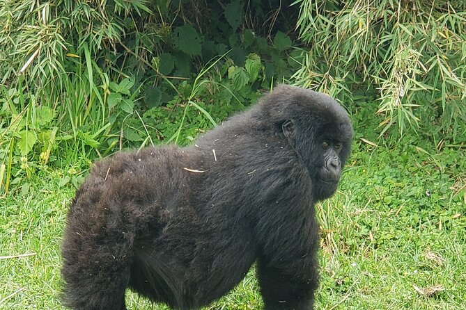 2 Days Mountain Gorilla Safari Rwanda - A Private Tour With Useful Human Support