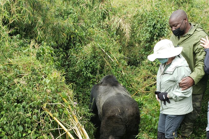 2 Days Mountain Gorilla Safari Rwanda - Who Will Get the Most From This Safari