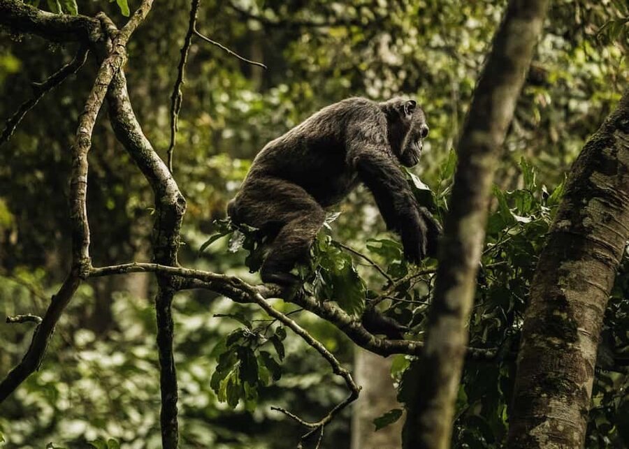 2 Days Nyungwe National Park Tours -Chimp-Canopy-Waterfall - Key points at a glance
