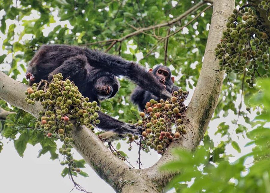 2 Days Nyungwe National Park Tours -Chimp-Canopy-Waterfall - Tea plantations and the Ndambarare Waterfall hike