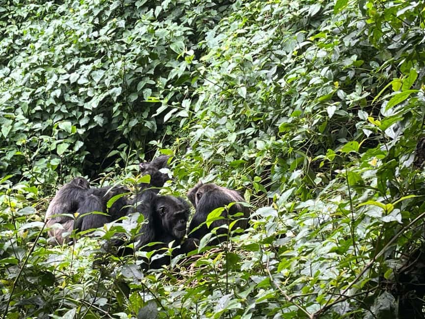 2 Days Nyungwe National Park Tours -Chimp-Canopy-Waterfall - What the $450 price really covers