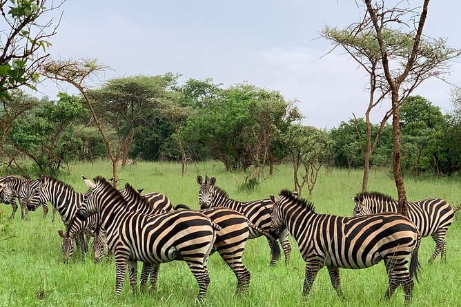 2 days trip_Akagera National Park (Wildlife Safari) - Lake Ihema’s crocodiles, hippos, and birds