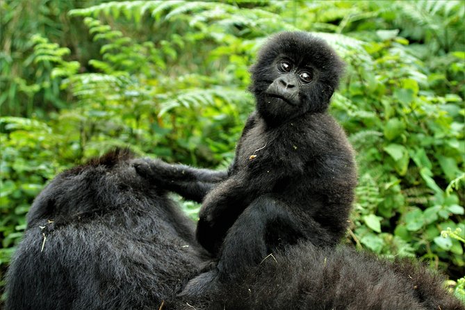 2 days Uganda Gorilla trekking - Why this two-day Uganda gorilla trip works