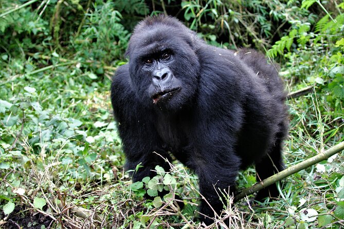 2 days Uganda Gorilla trekking - Who should book this experience?
