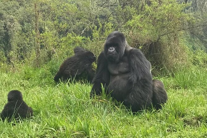 2 days Uganda Gorilla trekking - Practical preparation before you leave