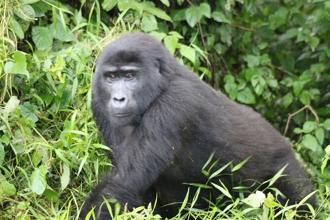 3 Day Gorilla Trek at Bwindi National Park via Kigali - Why this Kigali-to-Bwindi plan works
