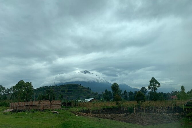 3 Day Gorilla Trek at Bwindi National Park via Kigali - Day 3: Return to Kigali, with a golden monkey option