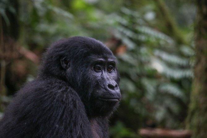 3-Day Rwanda Gorilla Safari - Why this three-day Rwanda safari is built around one extraordinary morning