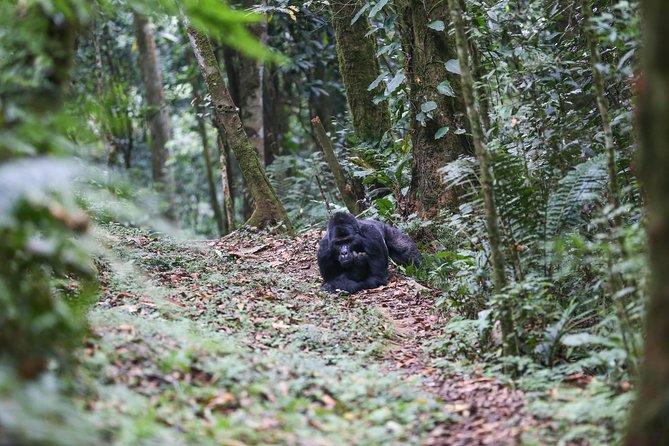 3-Day Rwanda Gorilla Safari - Day 3: Return to Kigali with time for a city visit