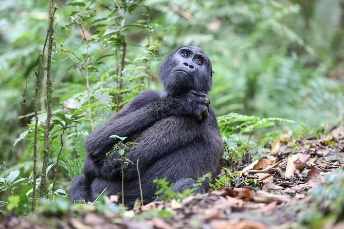 3-Day Rwanda Gorilla Safari - What the $3,746 price includes, and what it does not