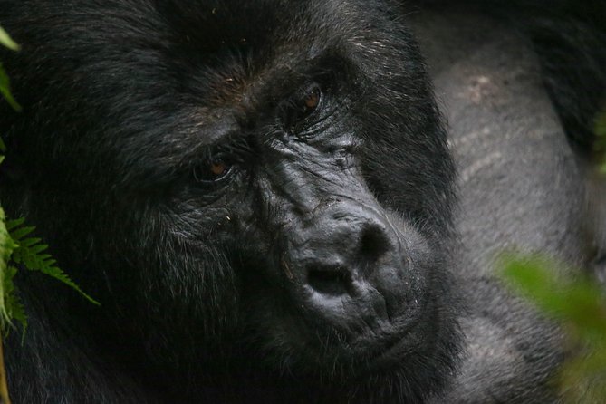 3-Day Rwanda Gorilla Safari - Choosing between the standard, mid-range, and luxury stay