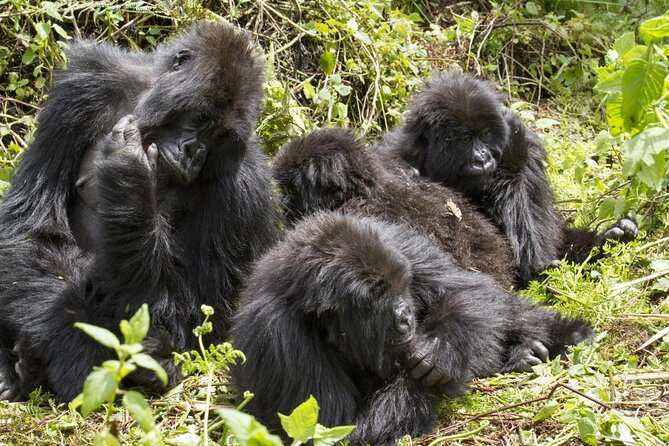 3 Day Rwanda to Uganda gorilla trekking Safari - Key points to know before booking