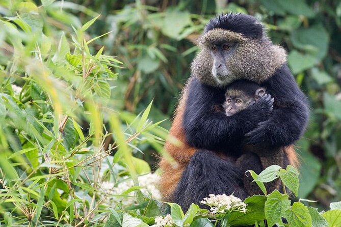 3 Days Private Bwindi Gorillas and Volcanoes Golden Monkey Trek - Key points to know before you book