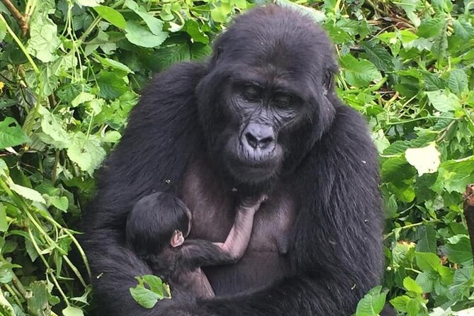 3 Days Uganda Gorilla Trekking Safari - Why Kigali is a smart starting point