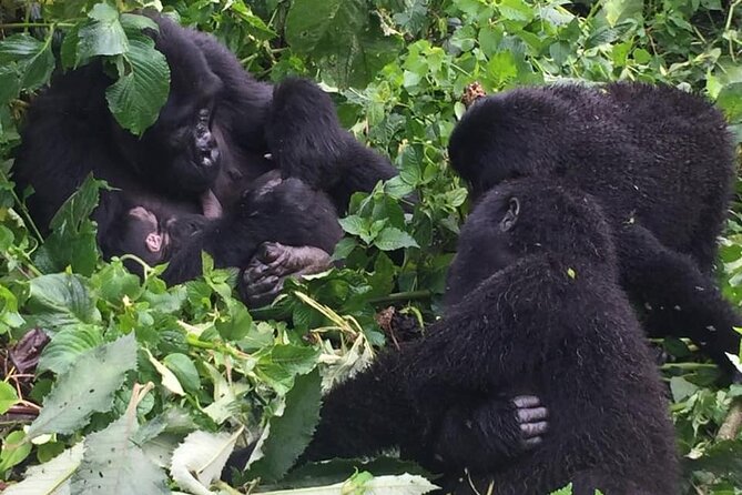 3 Days Uganda Gorilla Trekking Safari - What makes the gorilla encounter worth the effort