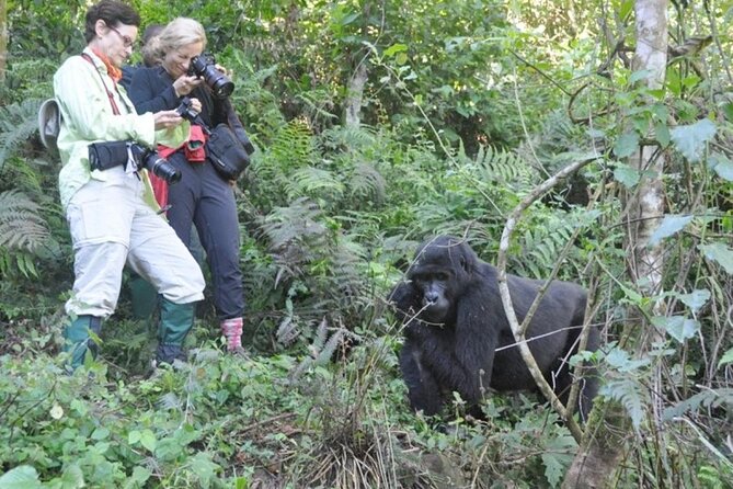3 Days Uganda Gorilla Trekking Safari - Price, group size, and overall value