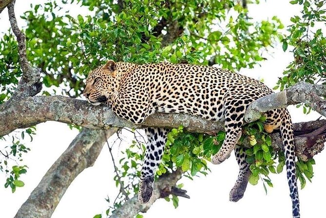 4 Day Golden Monkeys Bwindi Gorillas Wildlife and Chimps Trek - Key points to know before booking