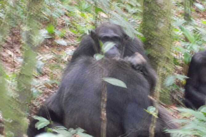 4 Day Golden Monkeys Bwindi Gorillas Wildlife and Chimps Trek - Why this four-day route is so appealing
