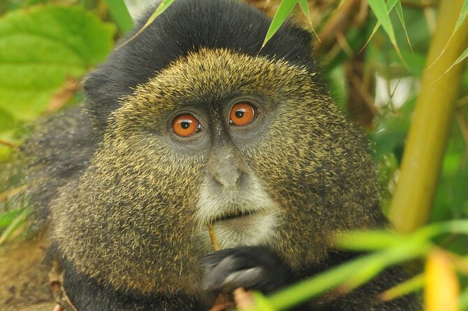 4 Day Golden Monkeys Bwindi Gorillas Wildlife and Chimps Trek - 5:00 am from Kigali to Volcanoes National Park