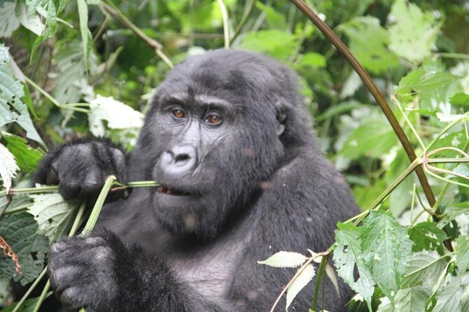 4 Days Gorilla Trekking, Lake Bunyonyi and Rwanda National Parks - Key points to know before booking